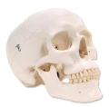 Czaszka człowieka 3 częściowa