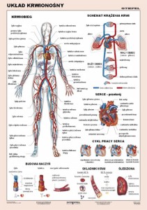Układ krwionośny człowieka plansza 100 x 140 cm
