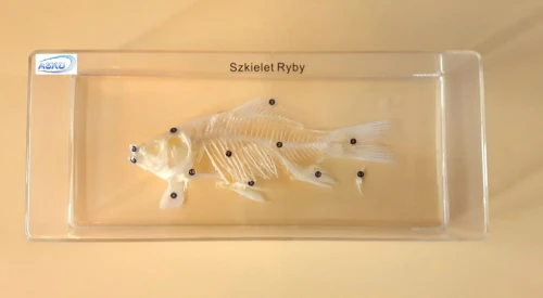 Szkielet ryby model