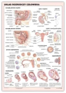 Układ rozrodczy człowieka plansza 100 x 140 cm