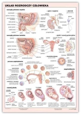 Układ rozrodczy człowieka plansza 100 x 140 cm