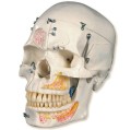 Czaszka stomatologiczna 10 częściowa luksusowy model