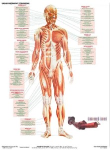 Układ mięśniowy człowieka plansza dwustronna