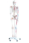 Szkielet człowieka z mięśniami i wiązadłami 180 cm
