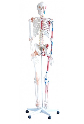 Szkielet człowieka z mięśniami i wiązadłami 180 cm