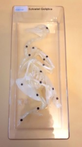 Szkielet gołębia model