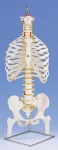 Elastyczny kręgosłup z żebrami, miednicą i kikutami 