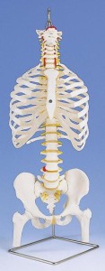 Elastyczny kręgosłup z żebrami, miednicą i kikutami 