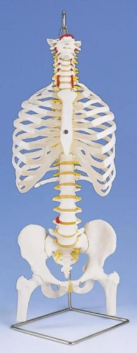 Elastyczny kręgosłup z żebrami, miednicą i kikutami 
