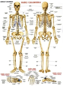 Układ szkieletowy człowieka plansza dwustronna