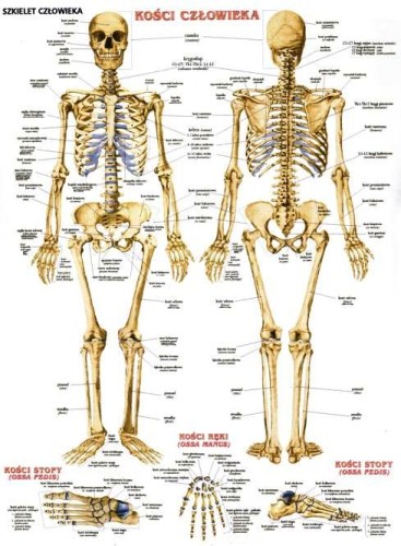 Układ szkieletowy człowieka plansza dwustronna 