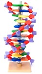 DNA model podstawowy