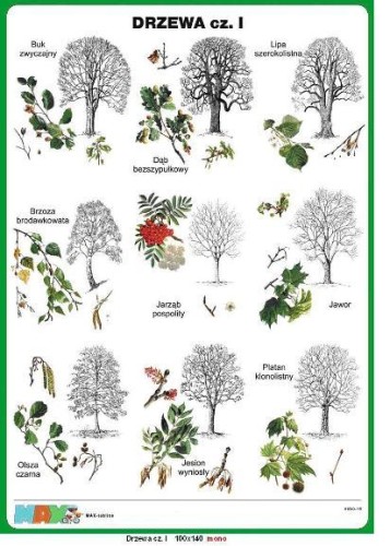 Drzewa część I plansza 100 x 140 cm 
