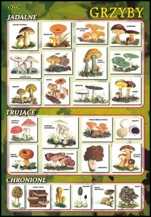 Grzyby - jadalne, trujące, chronione 