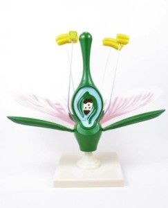 Kwiat brzoskwini przekrój