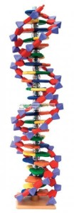 DNA model duży