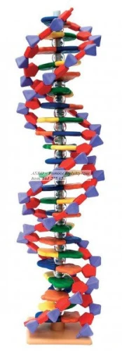 DNA model duży