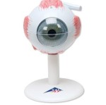 Model oka 6 części powiększenie 3x 