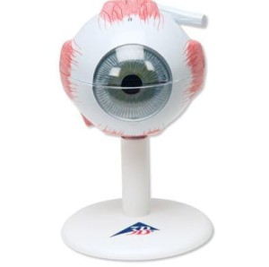 Model oka 6 części powiększenie 3x 