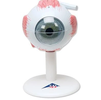 Model oka 6 części powiększenie 3x