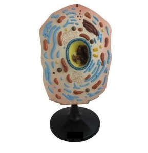 Komórka zwierzęca model 