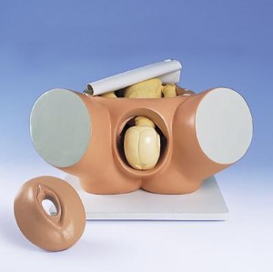 Symulator porodowy VG395