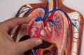 Układ krążenia model na podstawie 1/2 naturalnej wielkości