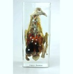 Model gołębia w akrylu – sekcja anatomiczna 