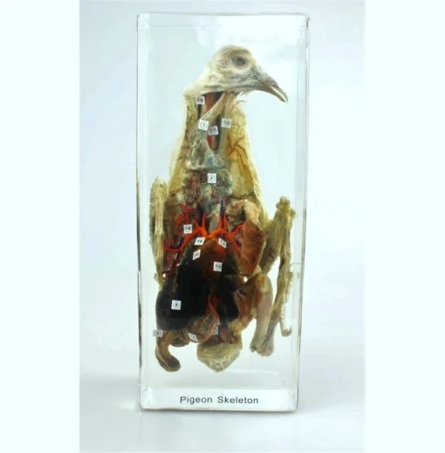 Model gołębia w akrylu – sekcja anatomiczna