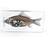 Model ryby w akrylu – sekcja anatomiczna 