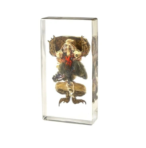 Model ropuchy w akrylu – sekcja anatomiczna