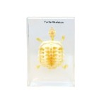 Szkielet żółwia model