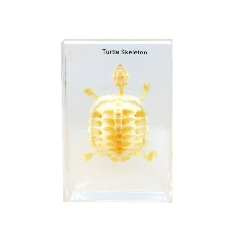 Szkielet żółwia model