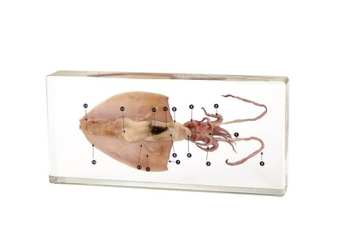 Model kałamarnicy w akrylu – sekcja anatomiczna