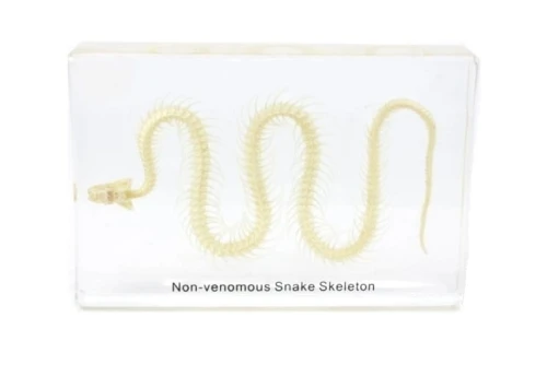 Szkielet węża model