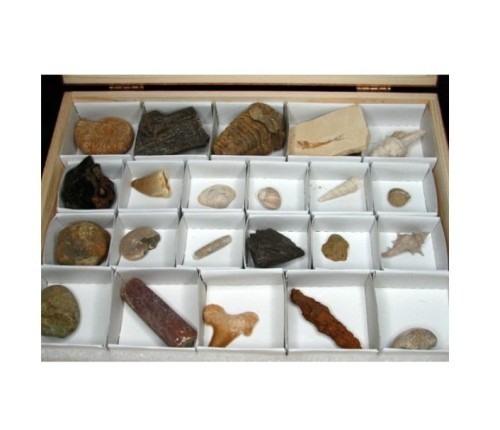 Skamieniałości zestaw dydaktyczny