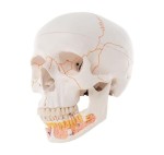Czaszka człowieka z odkrytą dolną szczęką 