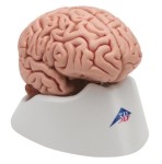 Mózg naturalnej wielkości 5 części 