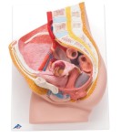 Miednica żeńska model dydaktyczny