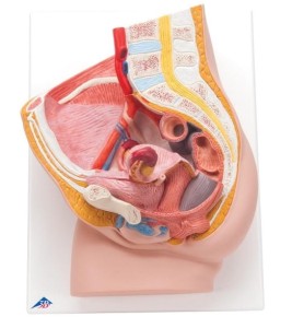 Miednica żeńska model dydaktyczny