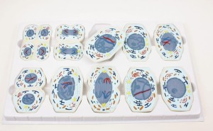 Mitoza i mejoza model, 2 tablice