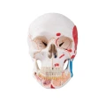 Czaszka z odkrytą dolną szczęką i malowaniem przyczepów