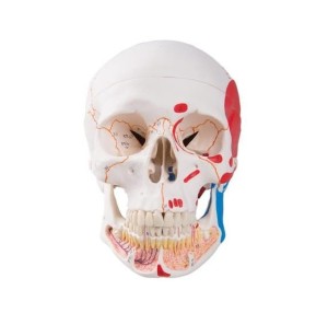 Czaszka z odkrytą dolną szczęką i malowaniem przyczepów 