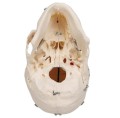 Czaszka stomatologiczna 10 częściowa luksusowy model