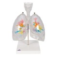 Płuca z krtanią - model dydaktyczny