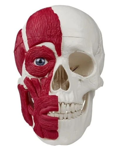 Model czaszki z mięśniami