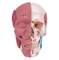 Model czaszki z mięśniami twarzy