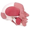Model czaszki z mięśniami twarzy