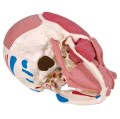Model czaszki z mięśniami twarzy