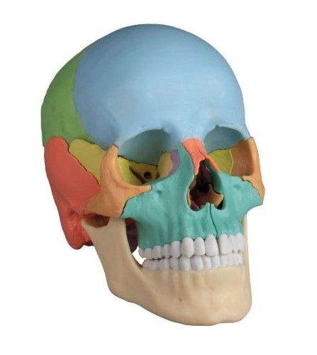 Czaszka osteopatyczna